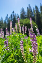 Purple meadow lupine, Calaveras State Park, California.