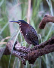 Green Heron Stock photo. Green Heron perched on a branch displaying green blue feathers plumage, body, beak, red feet with a blur background in its environment and habitat. Picture. Image. Portrait.