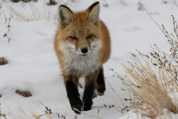 Red Fox Hunting