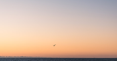 Beautiful colorful gradient in the sky with single bird silhouette gradient in the sky with single bird silhouette