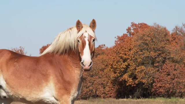 Handsome Belgian draft horse in sunny fall pasture, looking at the viewer, and winking with one eye at 6 second mark.
