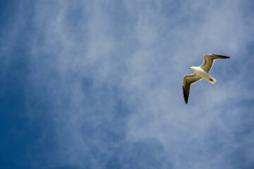 Fliegende Möve