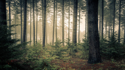 Misty Pine Woodland, Wheldrake Wood
