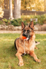 Portrait of a German shepherd with a orange ball in the mouth lying on grass. Purebred dog in summer park.	