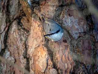 The nuthatch bird sits on a pine trunk in the forest.