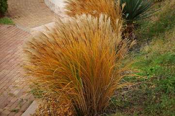 Decorative perennial of the family of Grasses-Miscanthus Chinese