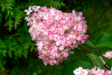 Beautiful pink hydrangea with inflorescences and green leaves.
