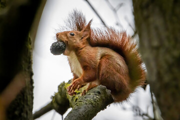 Ardilla comiendo en una rama