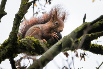 Ardilla comiendo en una rama