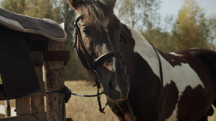 In a rural area, a horse is resting at a stable, it has just been unsaddled and put the saddle on a...