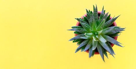 Yellow banner with a succulent in a pot. Copy space.