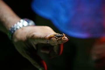 Scorpion on a man's finger at night