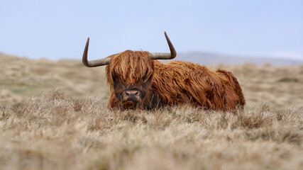 High Key image of a Scottish Highland cow laying down in a field in Cumbria - shot with a low view point