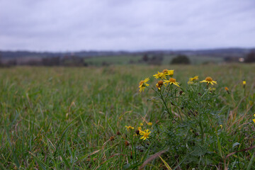 Depth Of Feild Flower