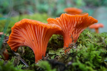 Fototapeta na wymiar Underside of orange fungus and moss