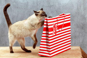 A Thai cat studies a striped holiday gift bag.