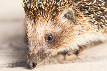 Wild Hedgehog On Wooden Floor.