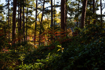 DFSP-Fall Foliage-Dangerfield, Texas-4940