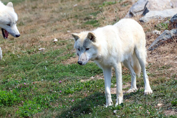 Obraz premium Regard sur le loup blanc