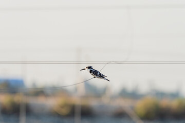 Pied Kingfisher on a lake in an early autumn morning near Zikhron Ya'akov, Israel. 