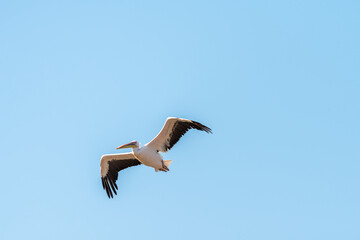 White Pelican flying in the blue sky on an early autumn morning near Zikhron Ya'akov, Israel.