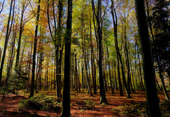 Fototapeta premium Herbstwald 