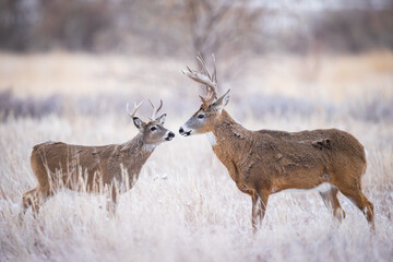 Two Bucks - Small and Large