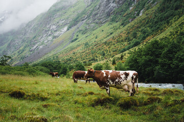 Fototapeta na wymiar Cows in a valley in Norway