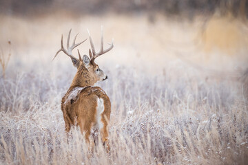Whitetail in Grass