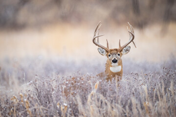 Whitetail in Brush