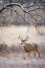 Cold Buck