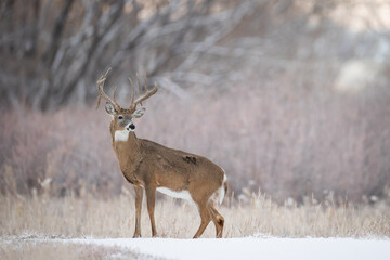 Handsome Buck © David