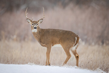 Buck in Snow
