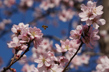Abeille dans les fleurs de cerisier - Madrid - Parc du retiro