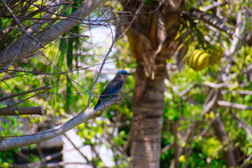 Indian Roller, Coracias benghalensis, perched on tree branch in Koh Samui, Thailand