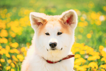 Akita Dog, Akita Inu, Japanese Akita Puppy Sitting In Grass Meadow With Blooming Flowers Outdoor. Portrait