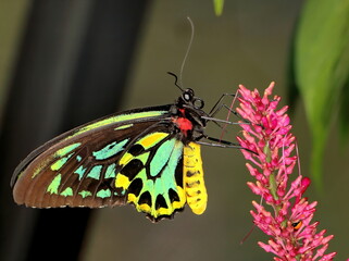 Largest butterfly in the world, the Queen Alexandra's birdwing on a pink flower.
