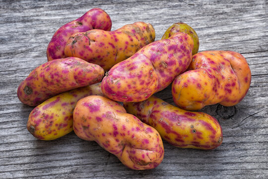 Olluco (Ullucus tuberosus), a exotic and colorful root crop from the Andean, used as food