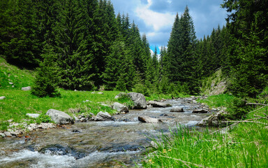 Fototapeta na wymiar Latorita river flowing downhill through an alpine grassland in a cloudy stormy day in Capatanii Mountains. Fir trees complete the scenery. 