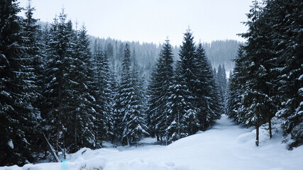 Snowed fir trees in a wild forest of Lotru Mountains. Winter outdoors scenery in the woods. Carpathia, Romania.