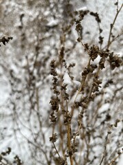 snow covered branches