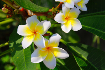 Obraz premium frangipani flowers Close up beautiful Plumeria. Amazing of Thai frangipani flowers on green leaf background
