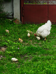 A chicken and its chicks eating outside in a grassy  backyard. Traditional rural farming, Romania.