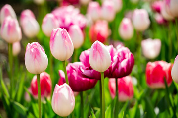 花菜ガーデンのアイスチューリップ