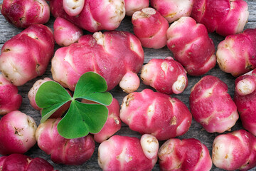 New Zealand yam (Oxalis tuberosa), also called uqa or oca. This exotic, bright red root is a food used in the Andes