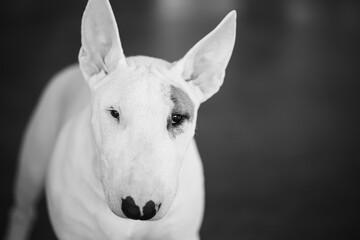White Bullterrier Dog Portrait. black and white portrait