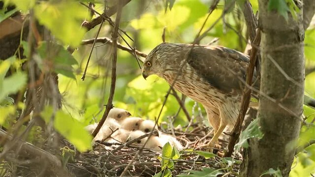 Cooper's Hawk adult female feeding young at nest, taken in southern MN