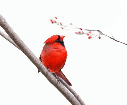 male red cardinal standing on tree branch 