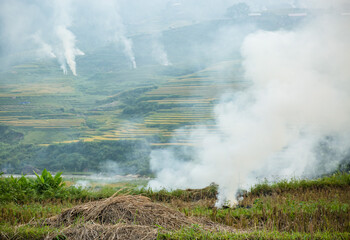 rice fields in Vietnam during straw burning at the harvest