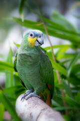 Portrait of an Amazon parrot sitting on a perch